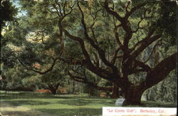 Le Conte Oak Le Conte Oak