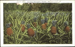 Growing Pineapples