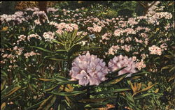 Previous Card