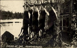 Deer Hunting Cranberry Lake Deer Hunting Cranberry Lake