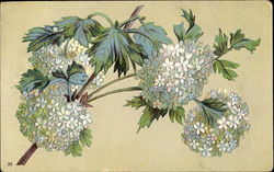 Chrysanthemums