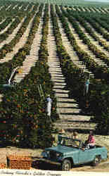 Picking Florida's Golden Oranges Jeep