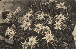 Swiss Postcard