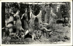 6 Bucks Deer Hunting