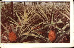 A Florida Pineapple Field