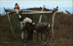 Eskimo And Reindeer
