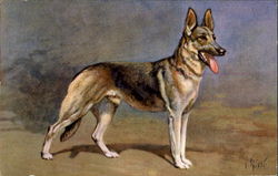 Alsatian Wolfhound