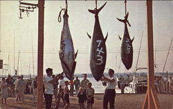 Prize Tuna