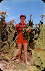 An Attractive Virginia Maiden Removing Tobacco Leaves