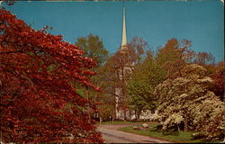 Dogwoods Bloom In Southern Connecticut