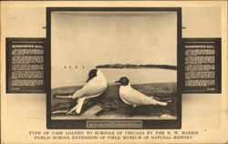 Bonaparte's Gull