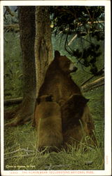 The Woman Bear