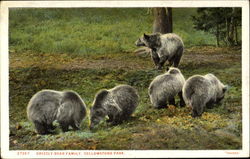 Grizzly Bear Family