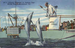 Jumping Porpoises at Feeding Time Marine Studios