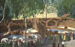 Bears, San Diego Zoo