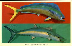 Fish - Native To Florida Waters