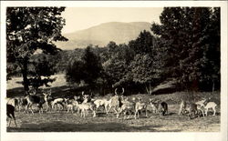 Catskill Game Farm Inc Catskill Game Farm Inc