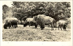 Catskill Game Farm Inc Catskill Game Farm Inc