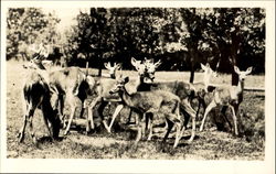 Catskill Game Farm Inc Catskill Game Farm Inc