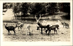 Catskill Game Farm Inc Catskill Game Farm Inc