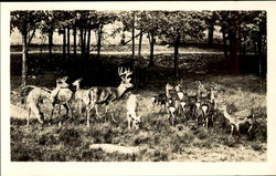 Catskill Game Farm Inc