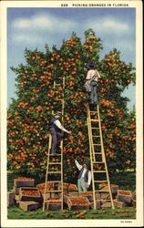 Picking Oranges In Florida