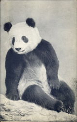 Su-Lin The Giant Panda