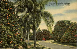 Motoring Thru Palm Bordered Orange Groves