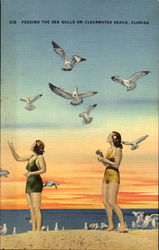 Feeding The Sea Gulls