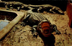 A Florida Gator Salute