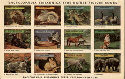 Previous Card