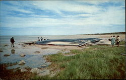 Finback Whale