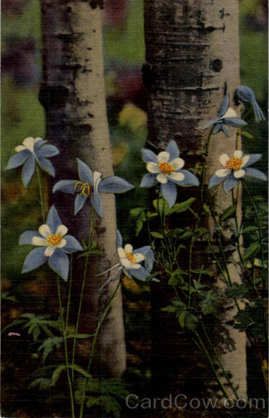 Colorado Columbines Among Aspens Flowers