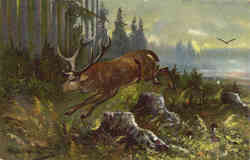 Deer, Buck Jumping, Running, Hunting Nature Scene Deer, Buck Jumping, Running, Hunting Nature Scene