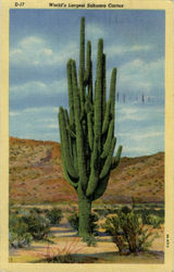 World's Largest Sahuaro Cactus