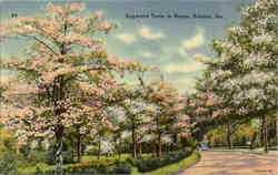 Dogwood Trees in Bloom