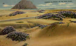 Verbena Blooming on the sand Dunes