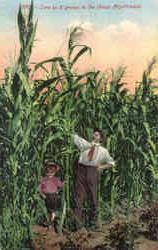 Corn as it Grows in the Great Northwest