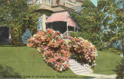 Hydrangeas grow in Profusion