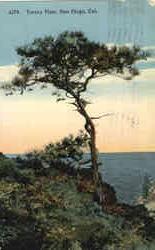 Torrey Pine