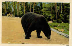 Previous Card