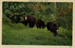 Previous Card