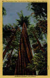 The Founders Tree Tallest Tree in the World