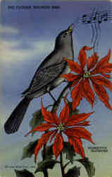 The Florida Mocking Bird and Poinsettia Blossoms