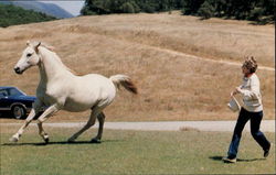 Nancy Reagan Enjoys President Regan's White Horse Ronald Reagan Postcard Postcard