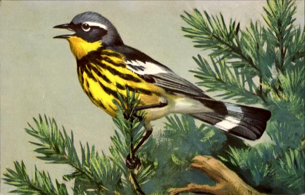Magnolia Warbler Birds