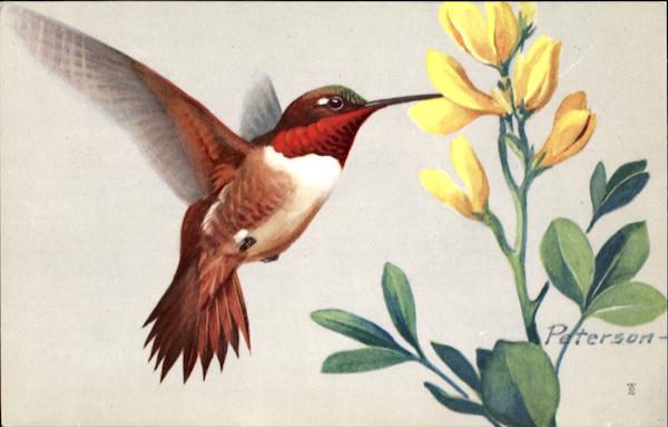 Rufous Hummingbird Birds