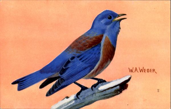 Western Bluebird Birds