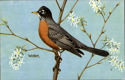 Robin