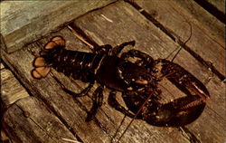 Lobster From Canada's Coastal Waters
